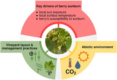 Missing Links in Predicting Berry Sunburn in Future Vineyards